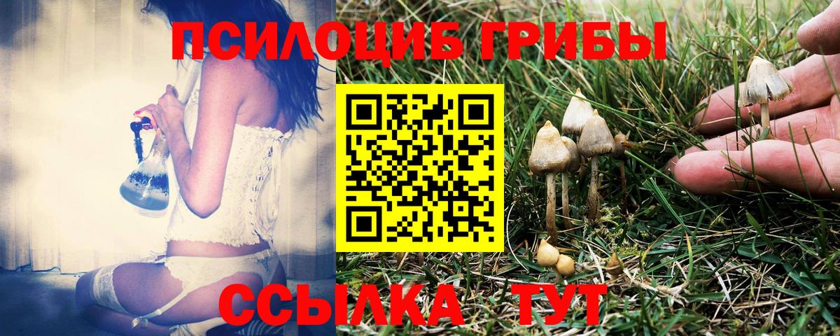 Псилоцибиновые грибы Psilocybine cubensis Полысаево